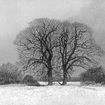 Surrey oaks V - Winter